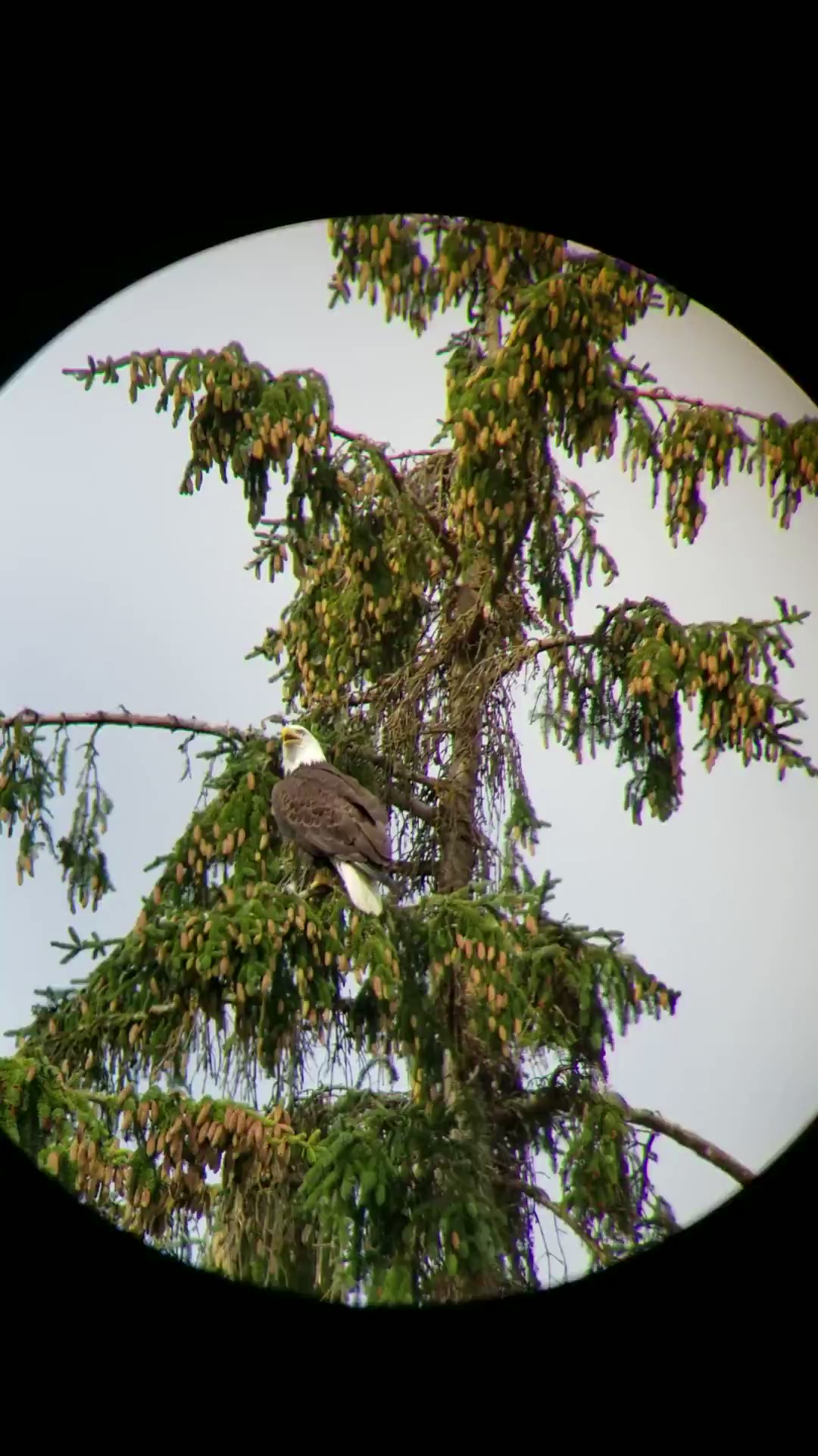 Eagle in tree